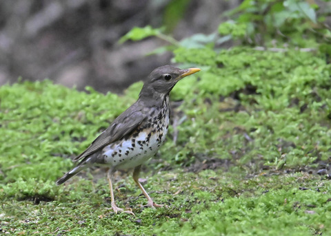クロツグミ♀9116