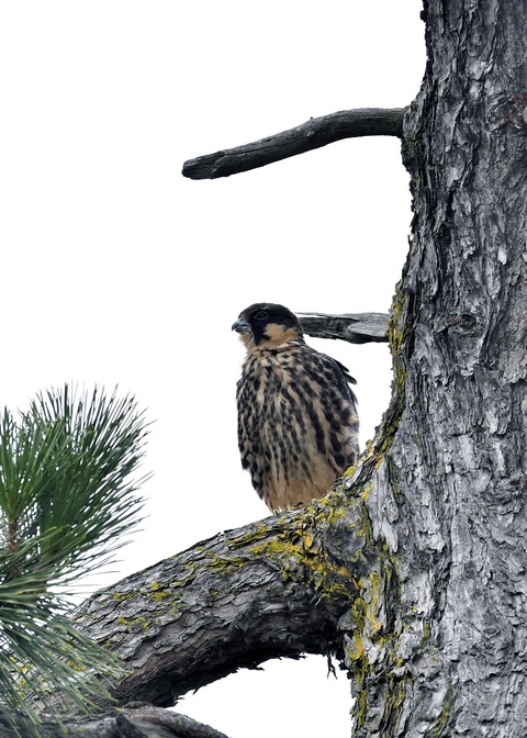 ハヤブサのヒナ①3624