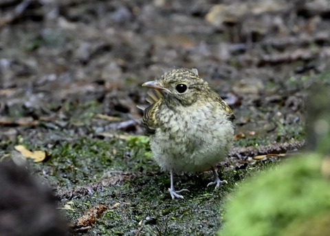 キビタキ幼鳥3589