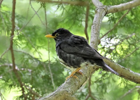 クロツグミ♂5153