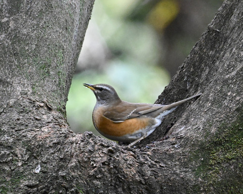 マミチャジナイ2733