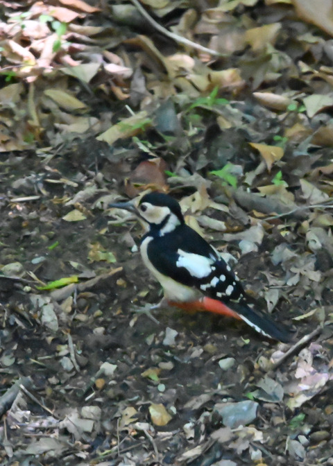 アカゲラ♀6654