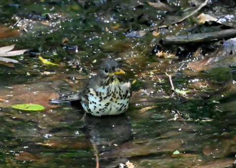 クロツグミ♀6810