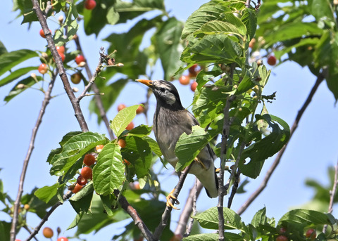 ムクドリ♀3972