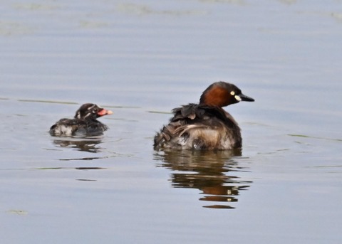 カイツブリ親子2458