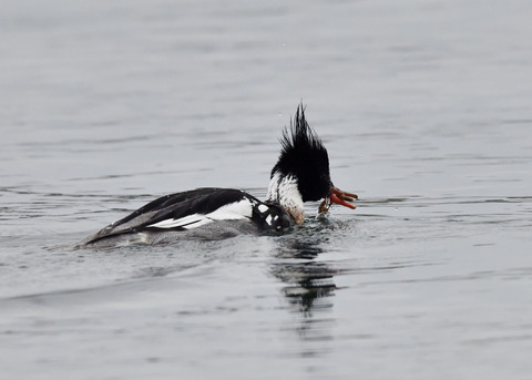 魚捕り・ウミアイサ♂6507