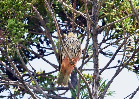 チゴハヤブサ0727