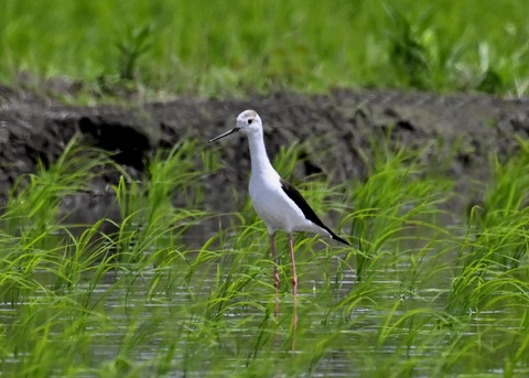 セイタカシギ9186