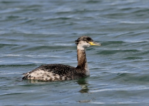 アカエリカイツブリ0559