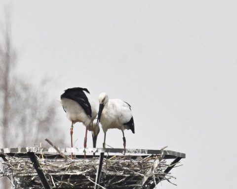 コウノトリのペアー6688