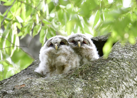 フクロウのヒナ①②4467