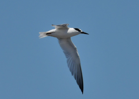 飛ぶ・コアジサシ2372