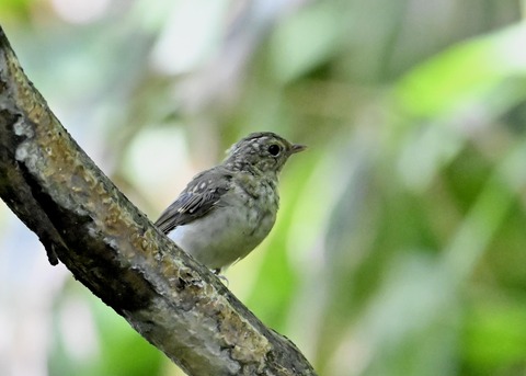 キビタキ幼鳥2072