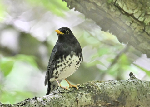 クロツグミ♂5465
