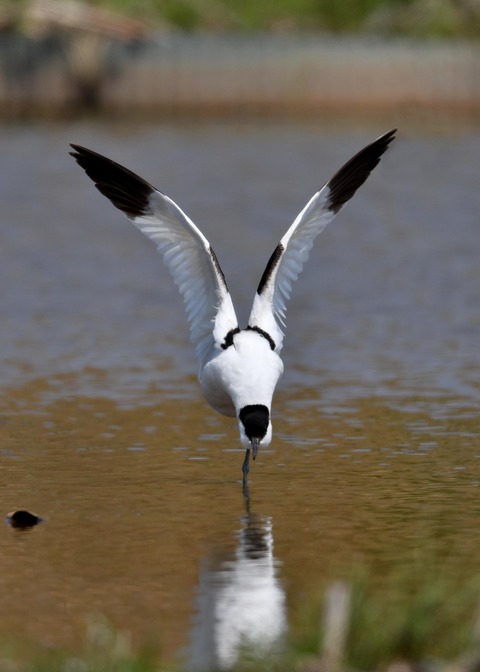 ソリハシセイタカシギ8292