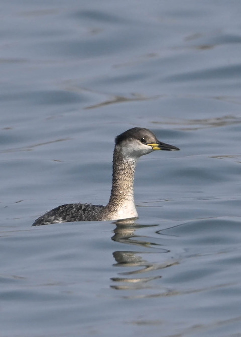 アカエリカイツブリ8275