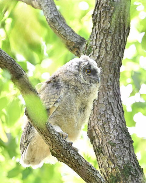 トラフズク雛5118