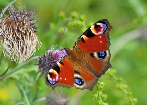 クジャクチョウ5467