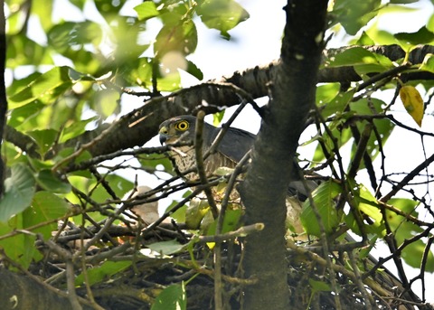 ツミ♀とヒナ8951