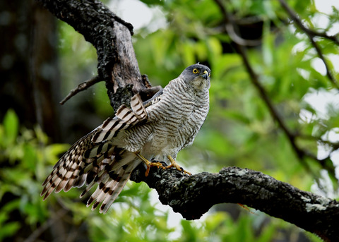 ツミ♀8276