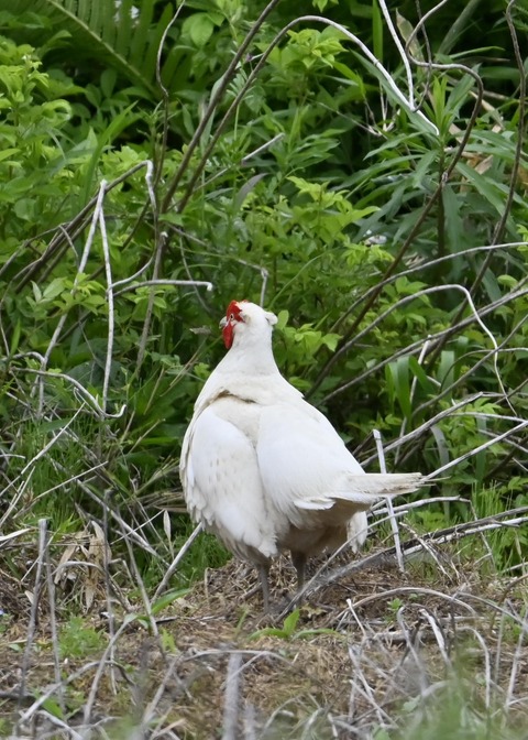 キジ♂白化1634
