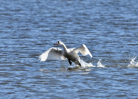 オオハクチョウ幼鳥1821