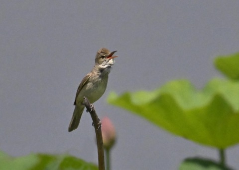 オオヨシキリ2072