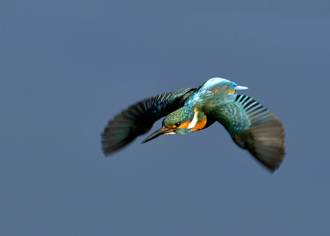 飛ぶ・カワセミ4544