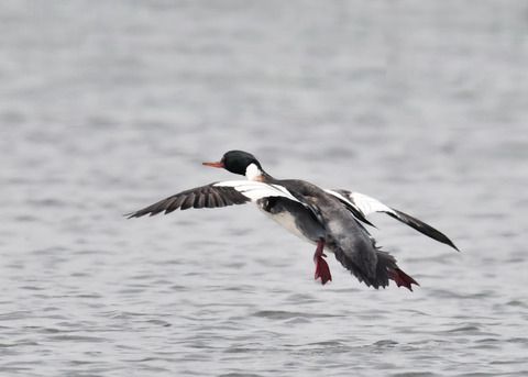 ウミアイサ♂8097