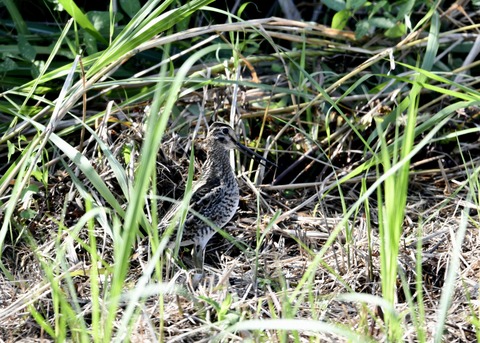 チュウジシギ0114