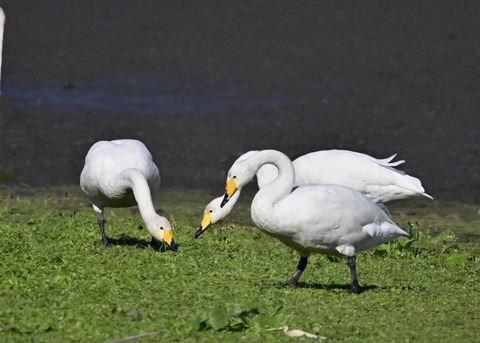 オオハクチョウ2921