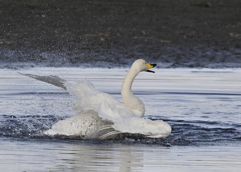 オオハクチョウ4074