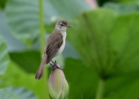 オオヨシキリ9192