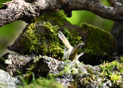 メボソムシクイ0728