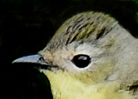 マミジロキビタキ♀6798