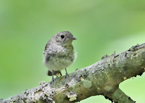 キビタキ幼鳥8741