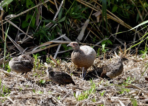 キジの親子4582○