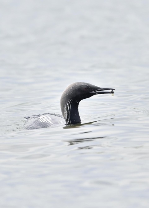 シロエリオオハム2695