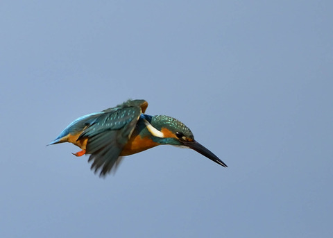 飛ぶ・カワセミ4419○