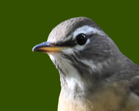 マミチャジナイ9001