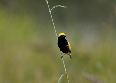 オウゴンチョウ♂2139