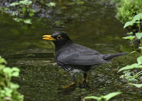 クロツグミ♂3388