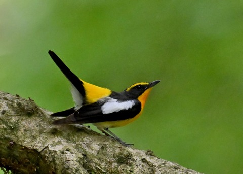 キビタキ成鳥♂5790