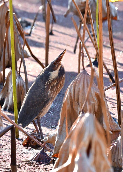 タカサゴクロサギ8295