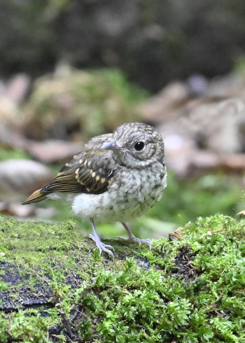 キビタキ幼鳥9041