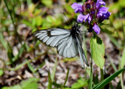 ミヤマシロチョウ♂2461