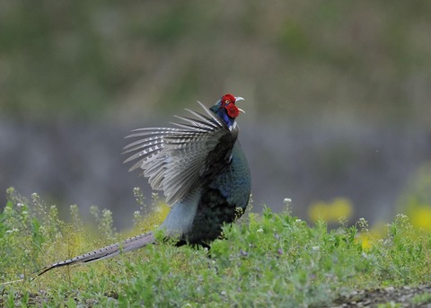 羽広る・キジ♂0190◎