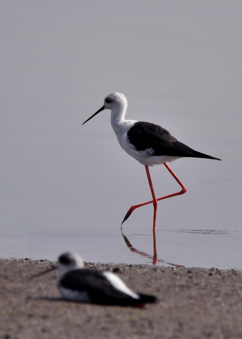 セイタカシギ♂7985