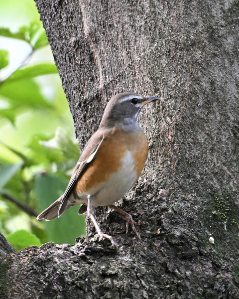 マミチャジナイ9937