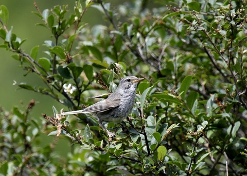 ウグイス幼鳥2491
